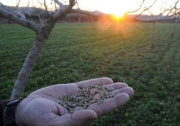 El snack natural que mejora tu colesterol, controla la tensión arterial y ayuda al control del peso