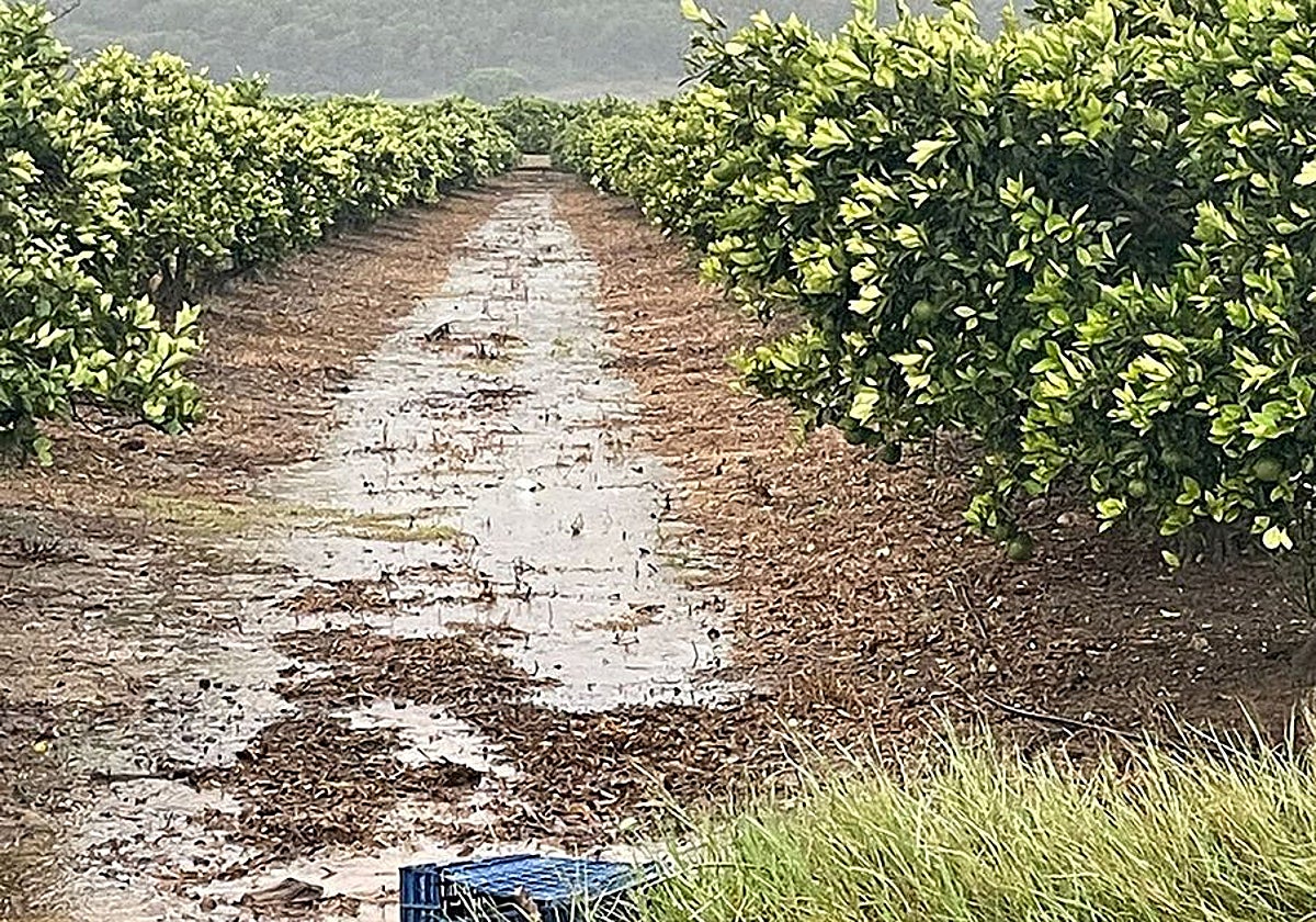 Campos encharcados tras una jornada de lluvias intensas.