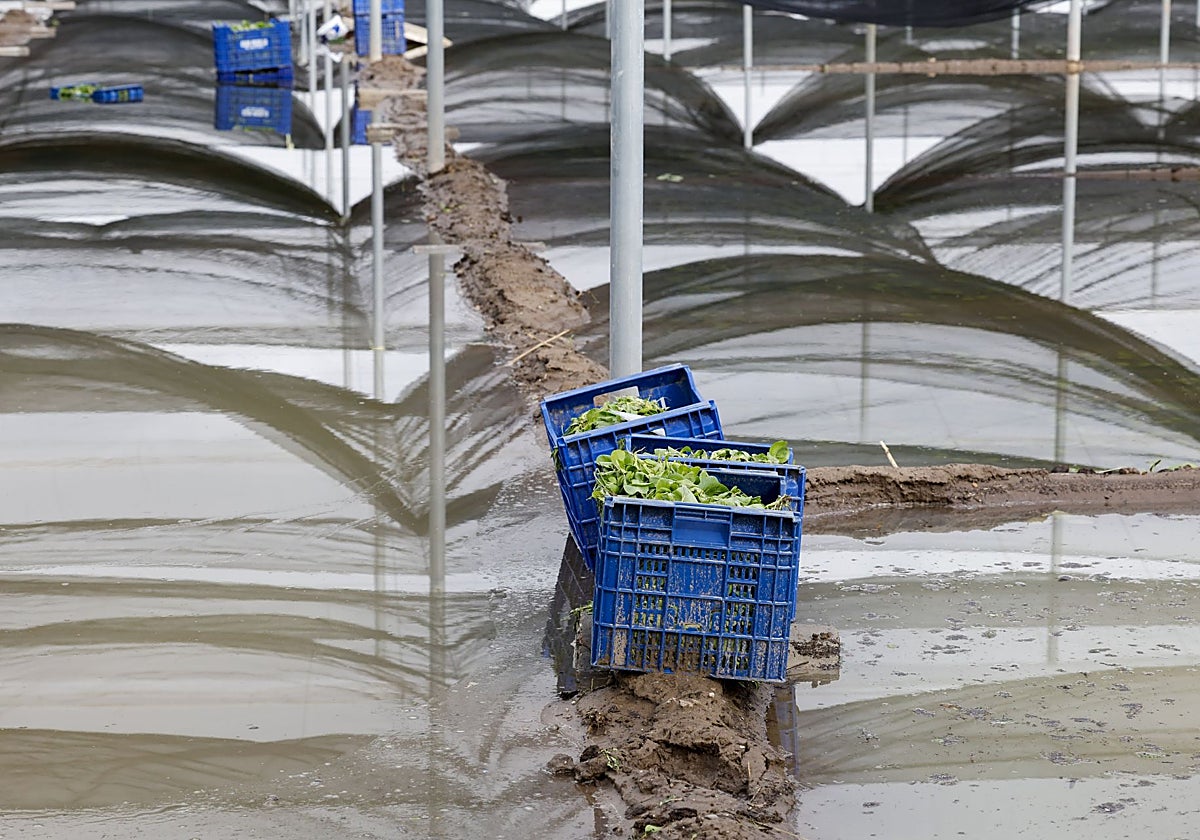 Varias cajas con las lechugas en un campo anegado a causa del temporal de lluvia, el 30 de septiembre en Perelló (Sueca)