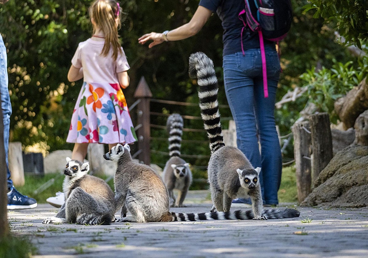 Unos visitantes en el Bioparc.