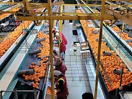 Línea de cítricos de Green Fruits en plena campaña.
