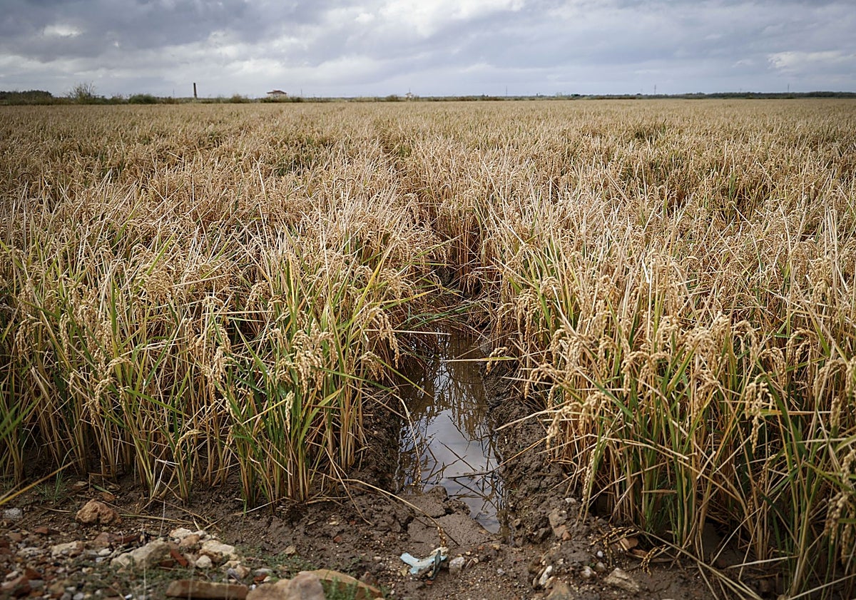 Imagen principal - Campos de arroz, con agua de lluvia estancada.