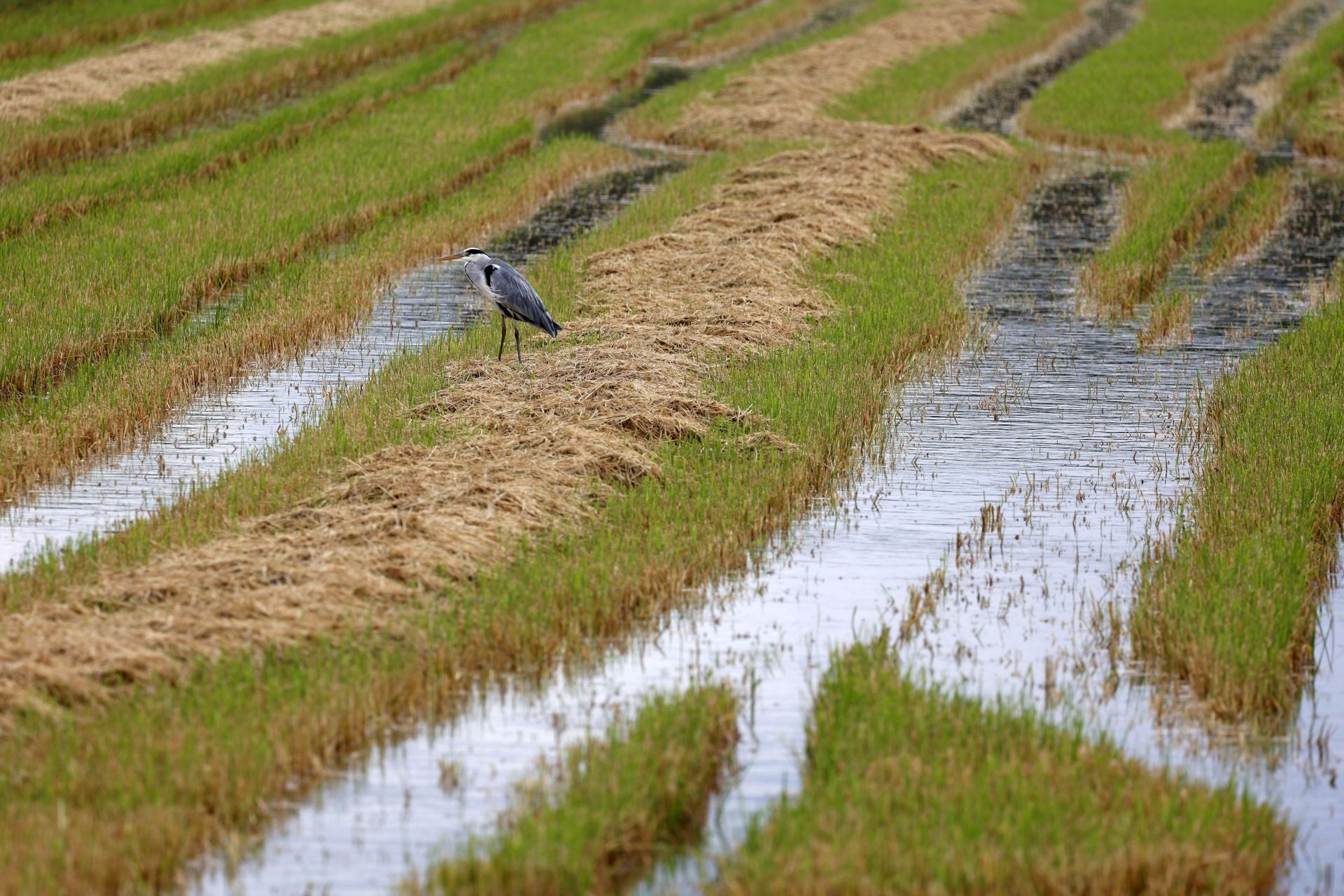 Aumenta el nivel de agua en La Albufera y campos de arroz anegados tras las lluvias