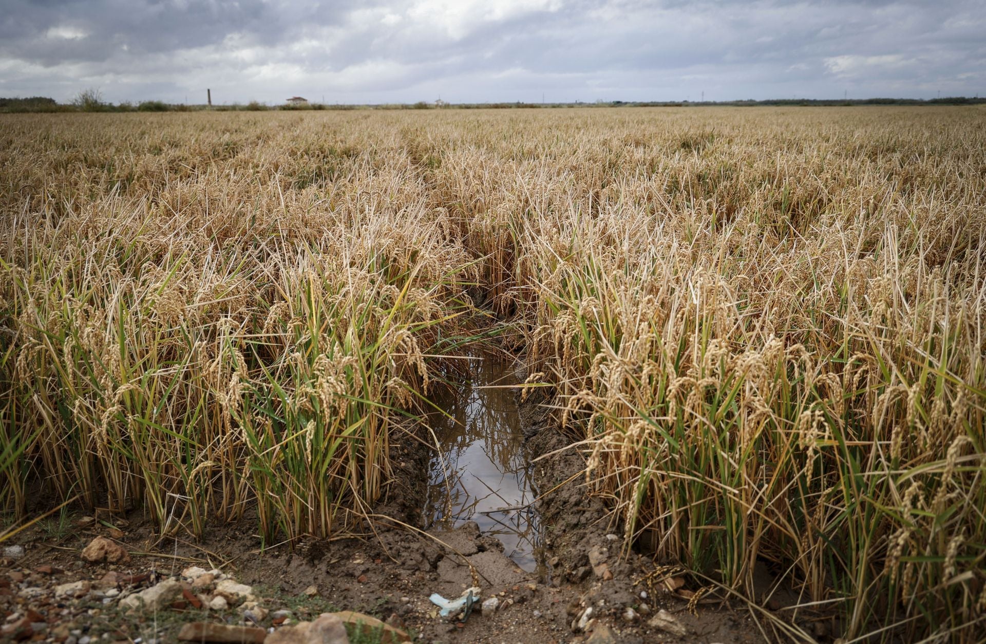 Aumenta el nivel de agua en La Albufera y campos de arroz anegados tras las lluvias