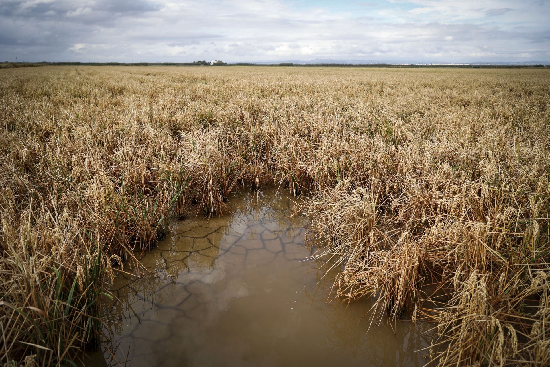 Aumenta el nivel de agua en La Albufera y campos de arroz anegados tras las lluvias