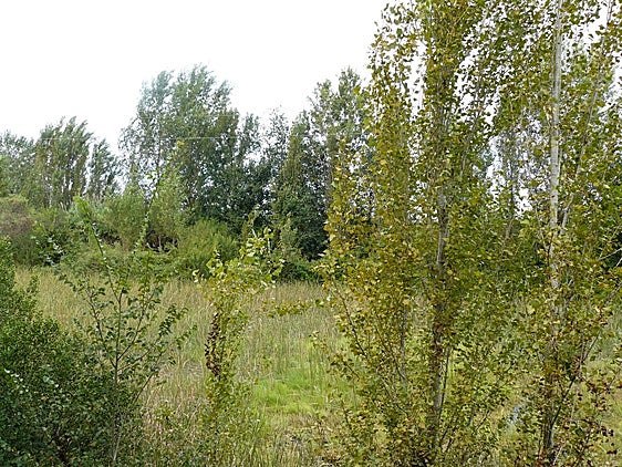 Ullal del río Verd.