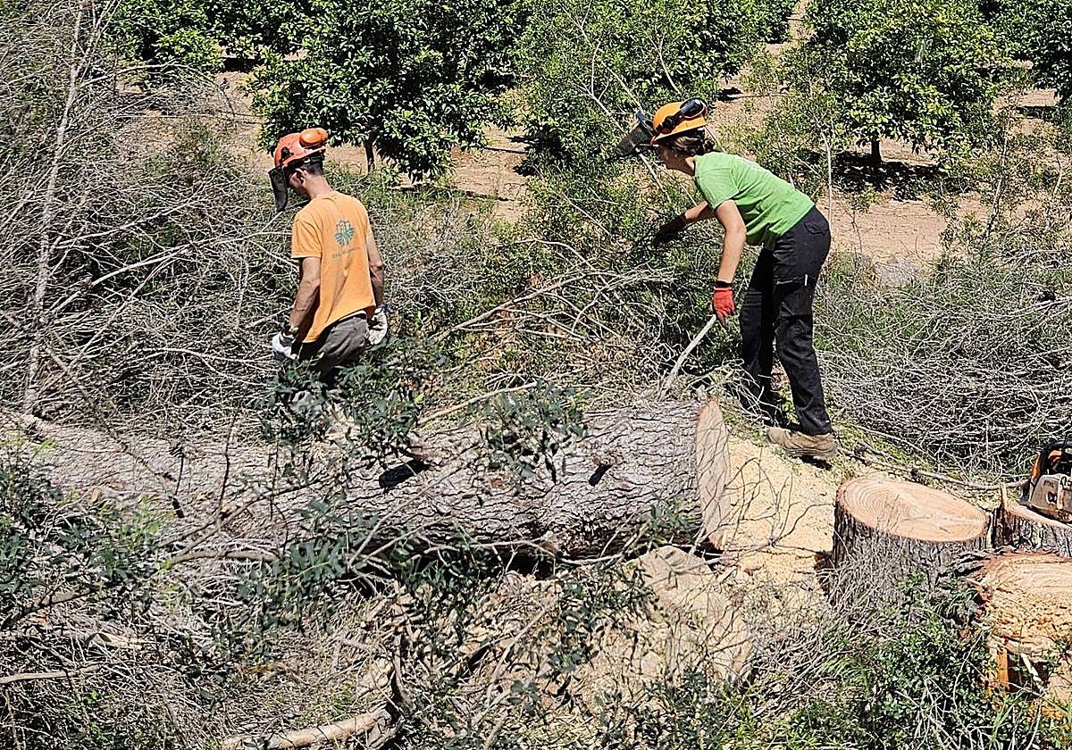 Eliminación de arbolado para abrir nuevos caminos.