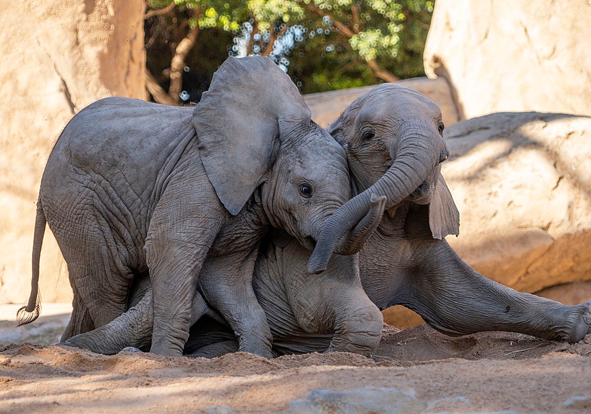 Malik y Makena, dos elefantes nacidos en el Bioparc.