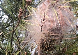 Procesionaria en un pino.