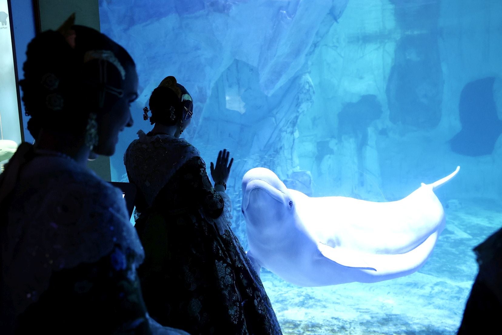 Las candidatas a fallera mayor de Valencia visitan l&#039;Oceanogràfic