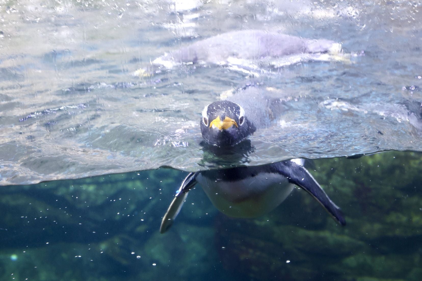 Las candidatas a fallera mayor de Valencia visitan l&#039;Oceanogràfic