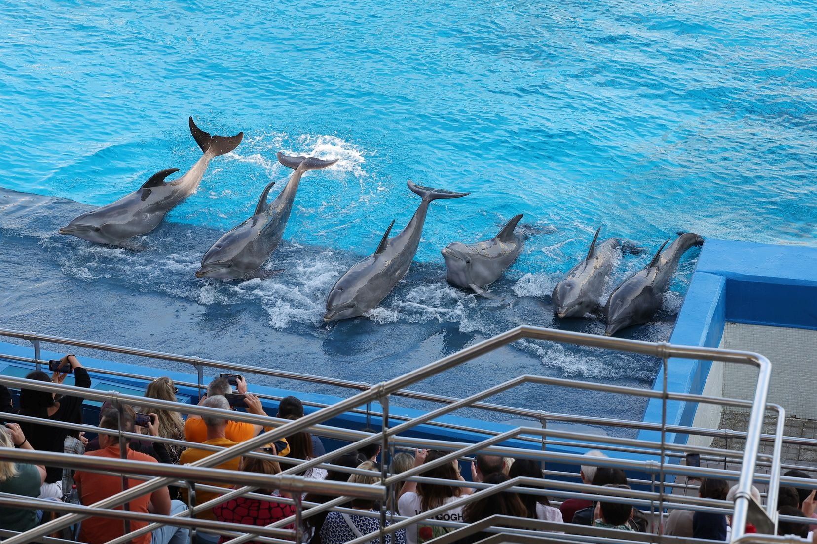 Las candidatas a fallera mayor de Valencia visitan l&#039;Oceanogràfic