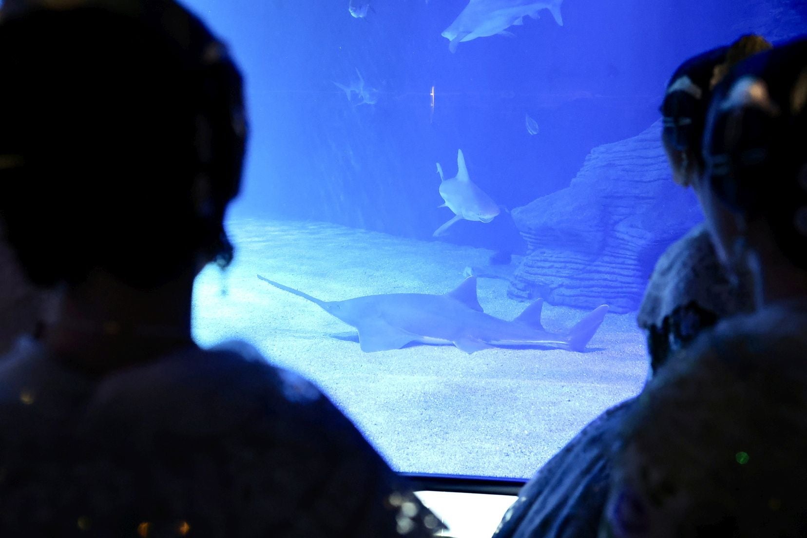 Las candidatas a fallera mayor de Valencia visitan l&#039;Oceanogràfic