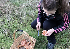Una joven limpia la tierra de un rebollón recién cortado.