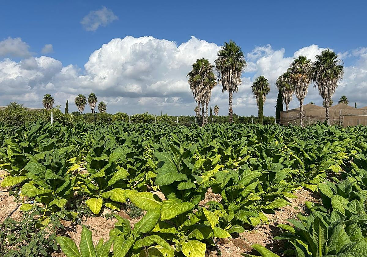 Ensayo. Plantación de tabaco editado genéticamente mediante la técnica CRISPR, en la Finca Sinyent de AVA, para producir medicamentos en lugar de nicotina.