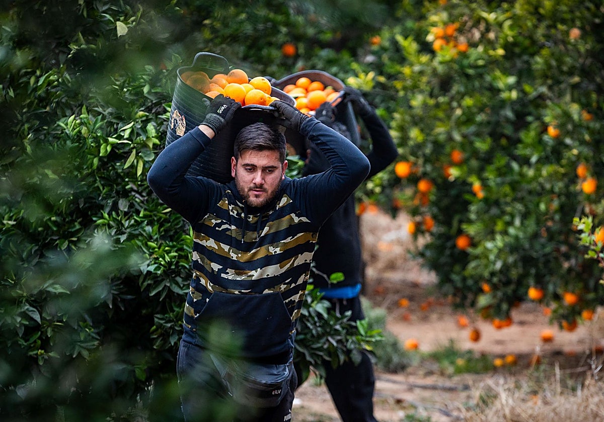 Imagen de la pasada campaña de recogida de naranjas en un campo valenciano