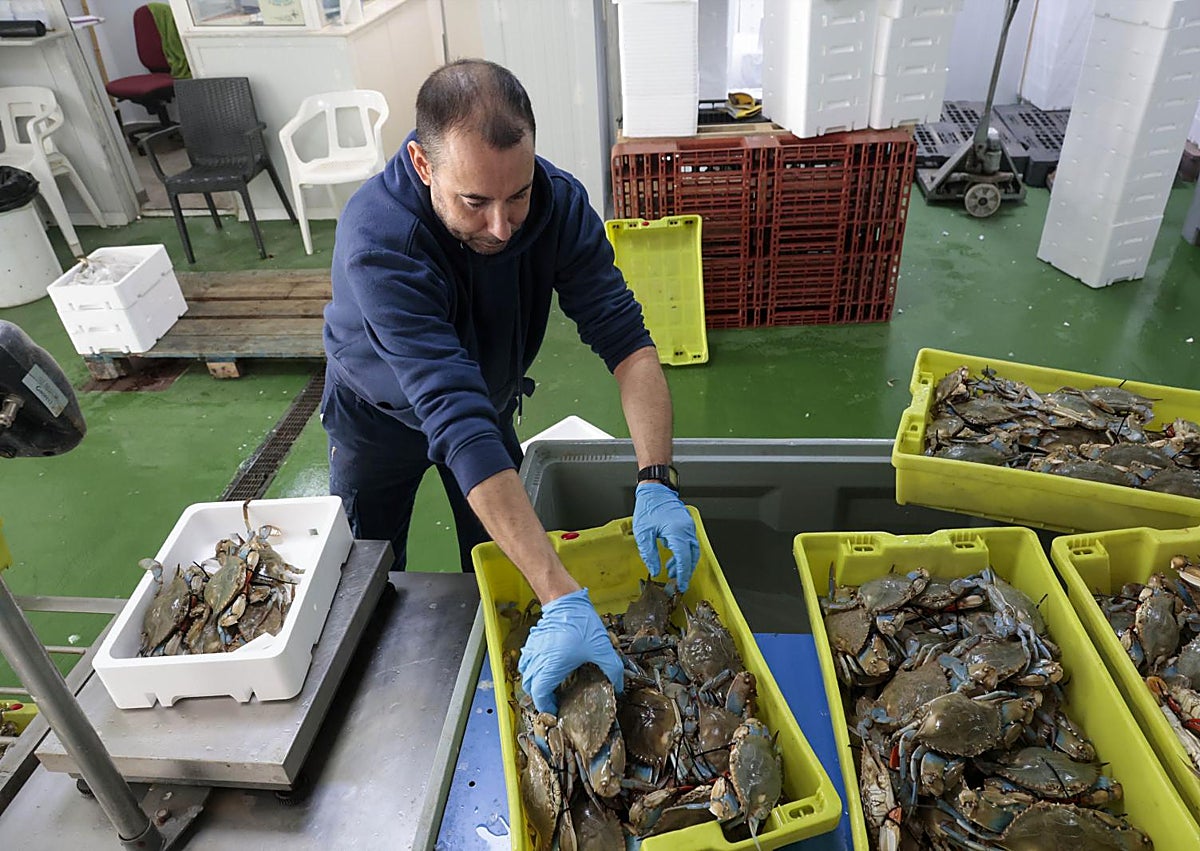 Imagen secundaria 1 - Lluís Marco y Carmen Serrano integran una de los tres matrimonios que mantienen viva la pesca en el punto de la Goladel Pujol. Operarios seleccionan capturas en la lonja. Lluís preparando las redes para atrapar cangrejo azul.