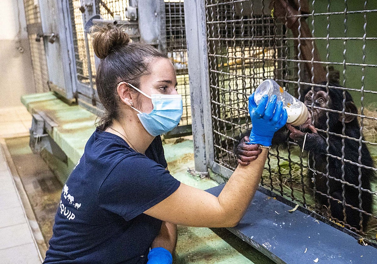 Una cuidadora da de comer a la cría.