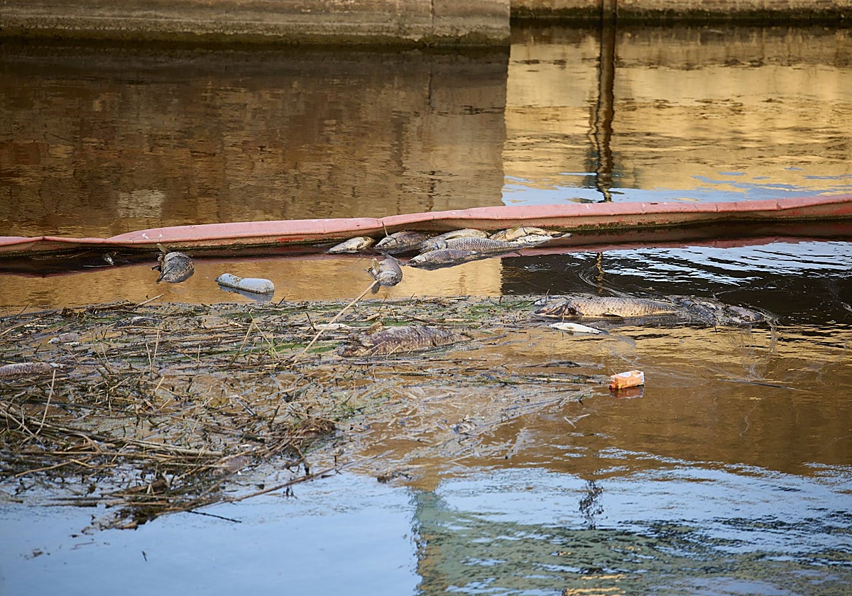 Peces muertos en la gola del Perelló.