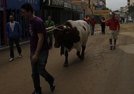 Res protagonista de la cagada del manso, en una imagen de archivo.