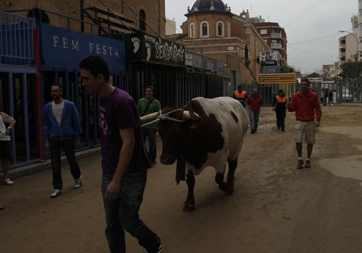Res protagonista de la cagada del manso, en una imagen de archivo.