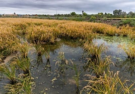 Un campo de arroz encharcado en la Albufera.