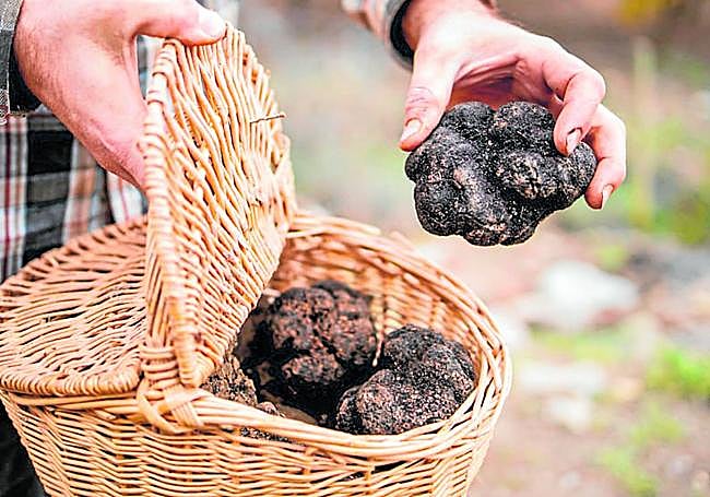 Recolección. Después de ser extraídas, las trufas negras viajan a casa o hacia el restaurante.