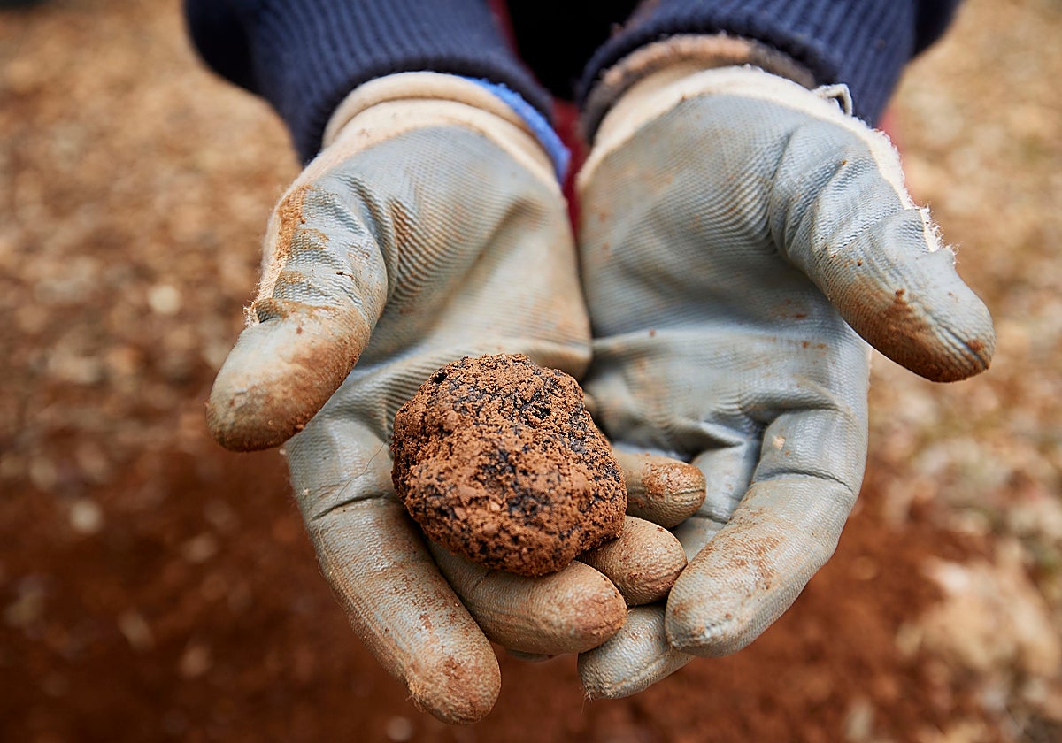 Trufa negra, el hongo mágico de la Comunitat