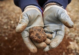Trufa negra, el hongo mágico de la Comunitat
