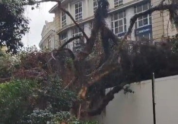 La caída de un árbol de gran tamaño en el centro de Valencia obliga a cortar la calle Pintor Sorolla