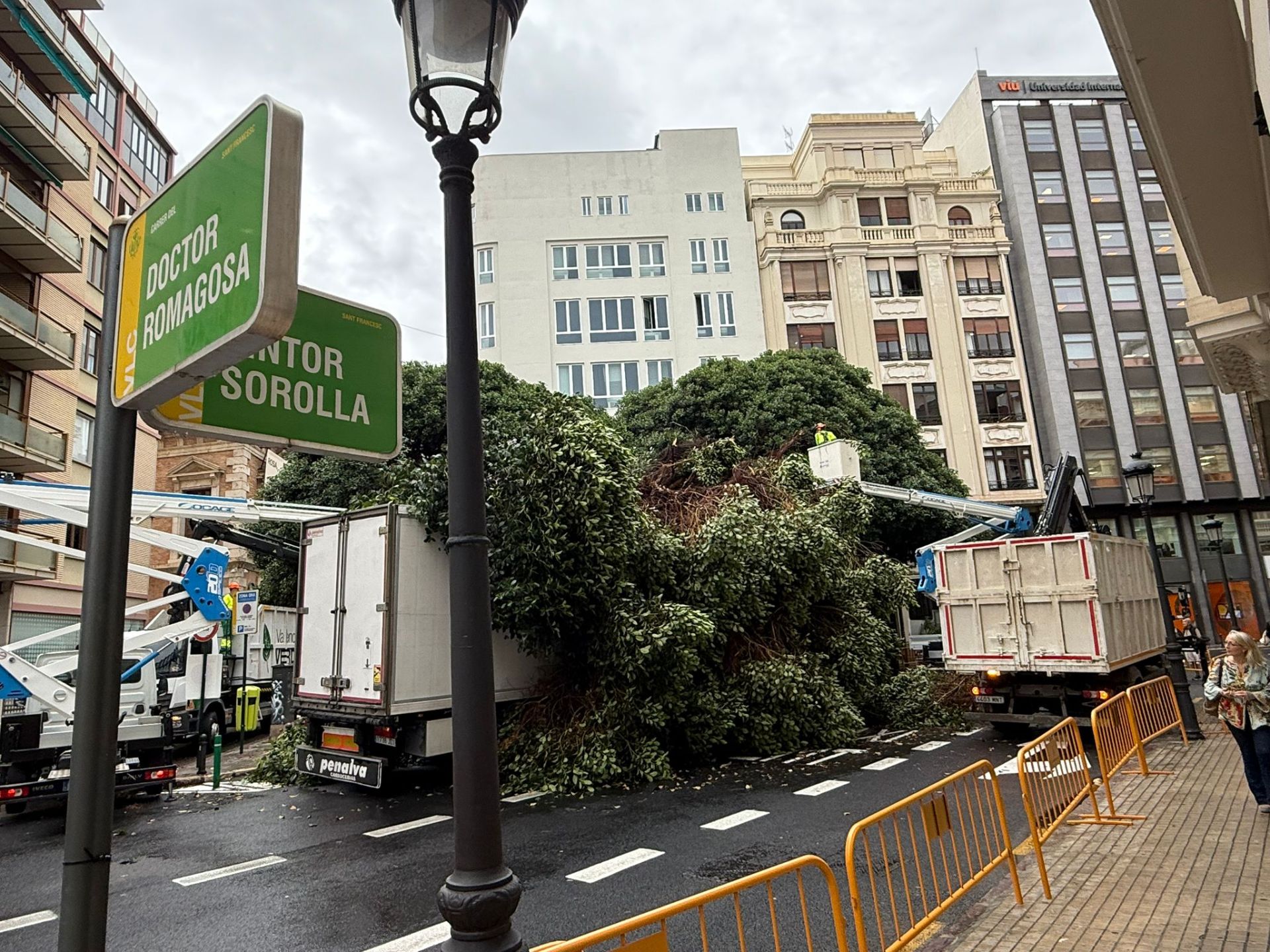 Fotos de la caída de un árbol de gran tamaño en el centro de Valencia