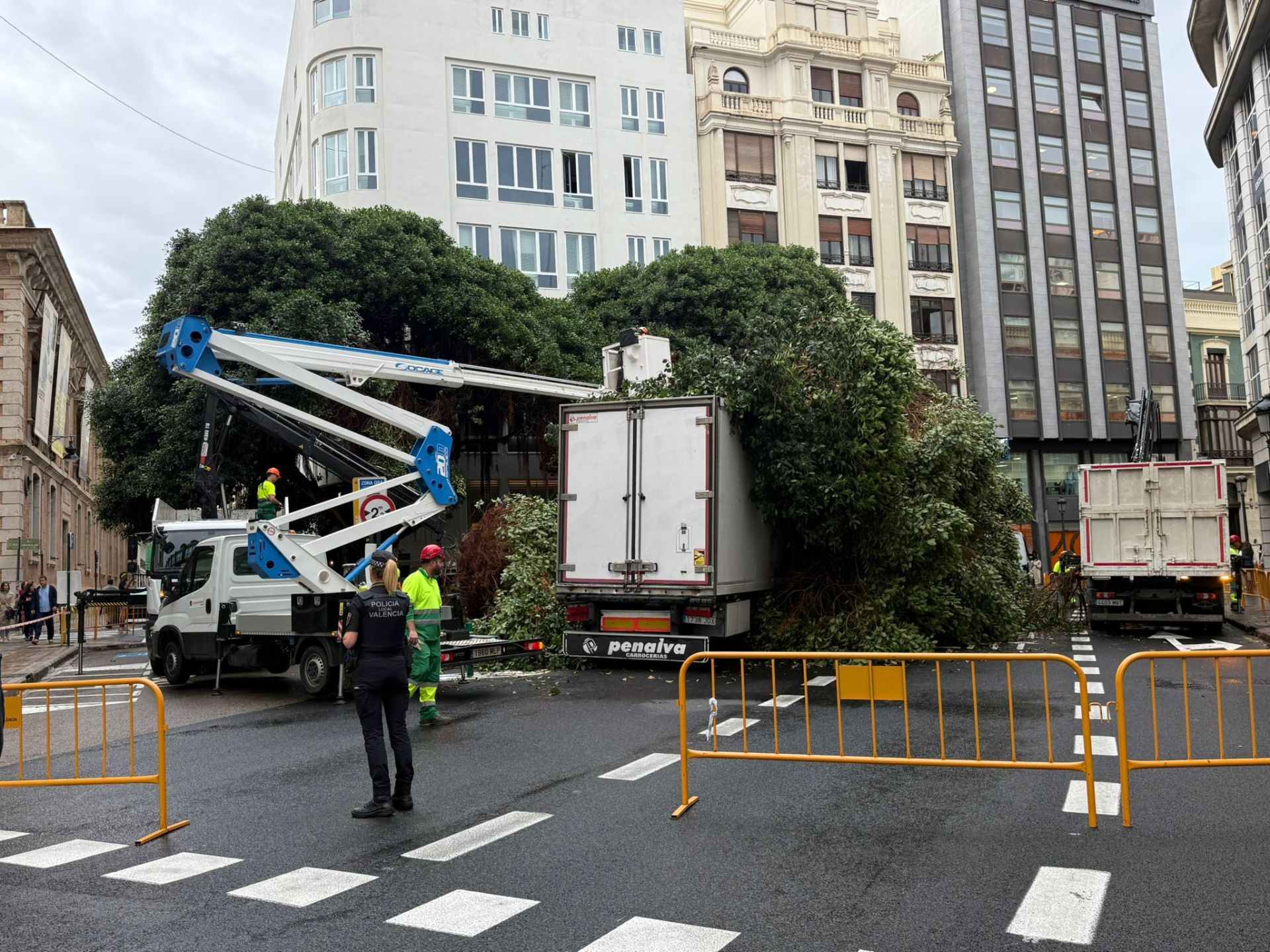 Fotos de la caída de un árbol de gran tamaño en el centro de Valencia