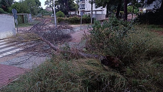 Las lluvias dejan 112 litros en la Vall de Gallinera y árboles caídos en Xàbia