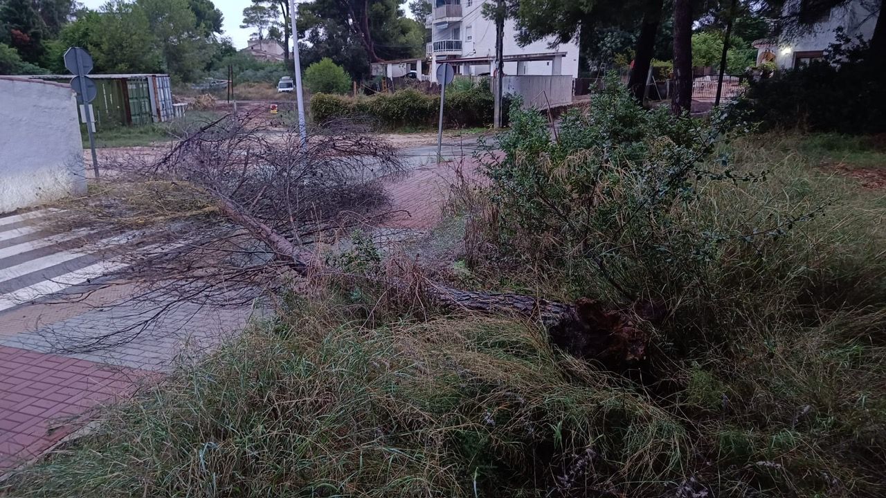 Uno de los árboles caídos en Xàbia.