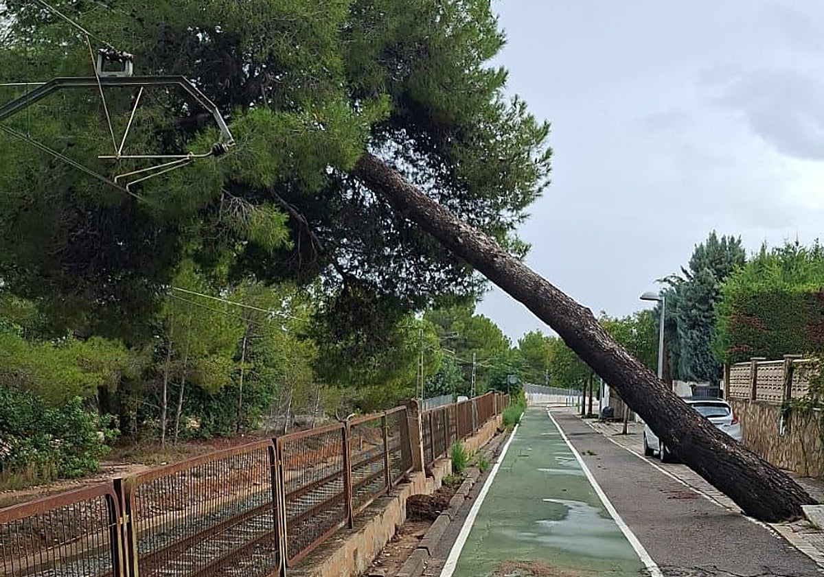 Imagen principal - Árbol caído sobre la catenaria y retirada del ejemplar.
