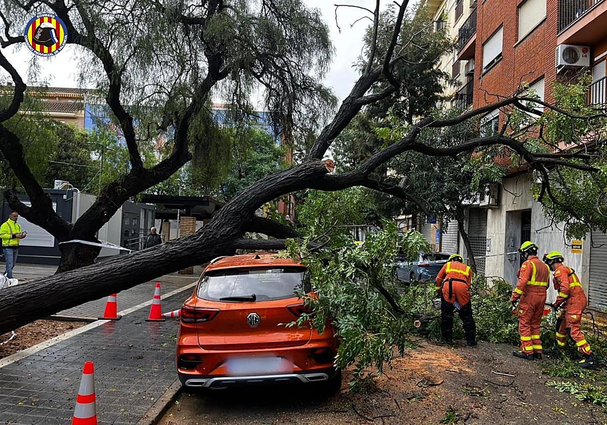 El árbol caído en Picanya.