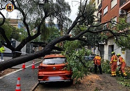 El árbol caído en Picanya.