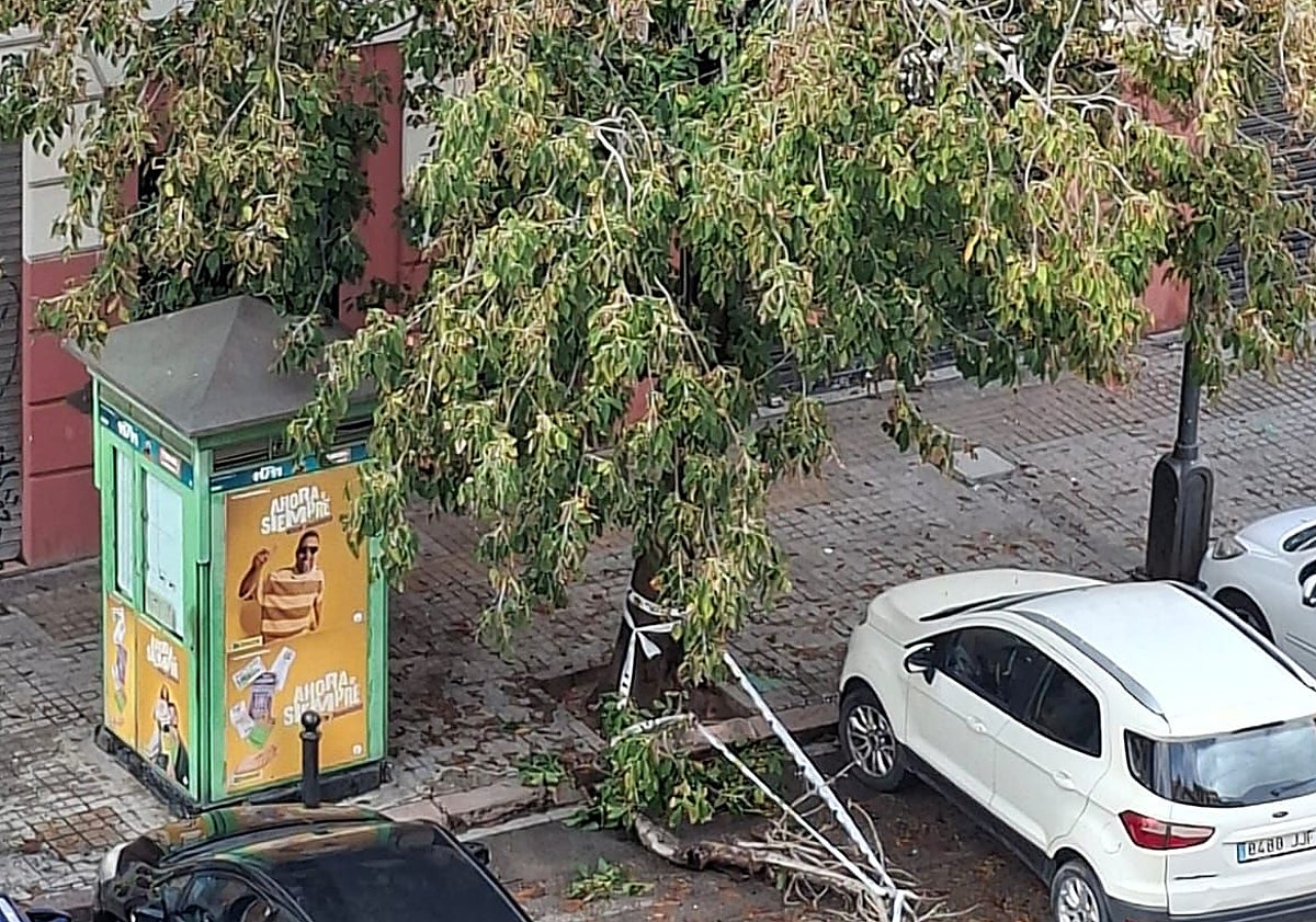 Imagen principal - Árboles con ramas rotas en Juan Llorens y la calle Hospital de Valencia.