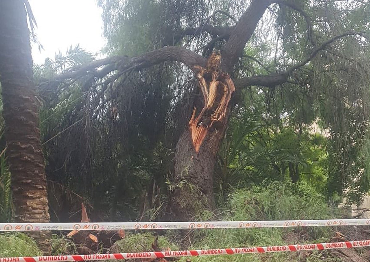 Imagen secundaria 1 - Árboles con ramas rotas en Juan Llorens y la calle Hospital de Valencia.