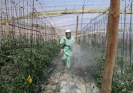 Un agricultor fumiga una explotación de tomates en invernadero.