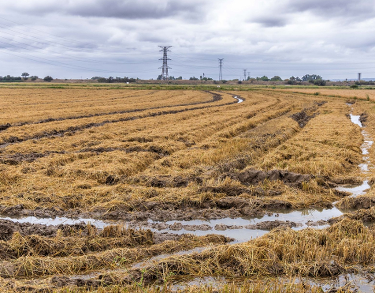 Los arroceros de la Albufera pierden ya dos millones mientras las lluvias agravan la crisis de la paja del arroz
