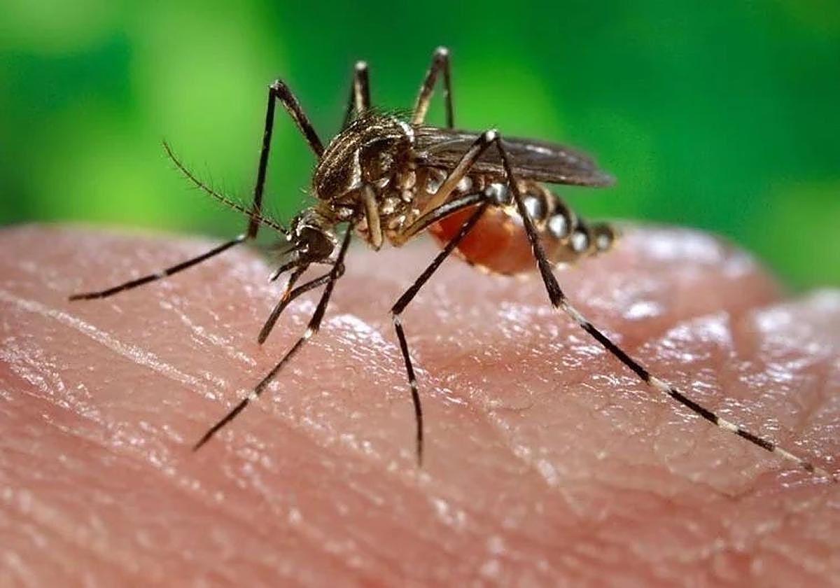 Un mosquito en una imagen de recurso.