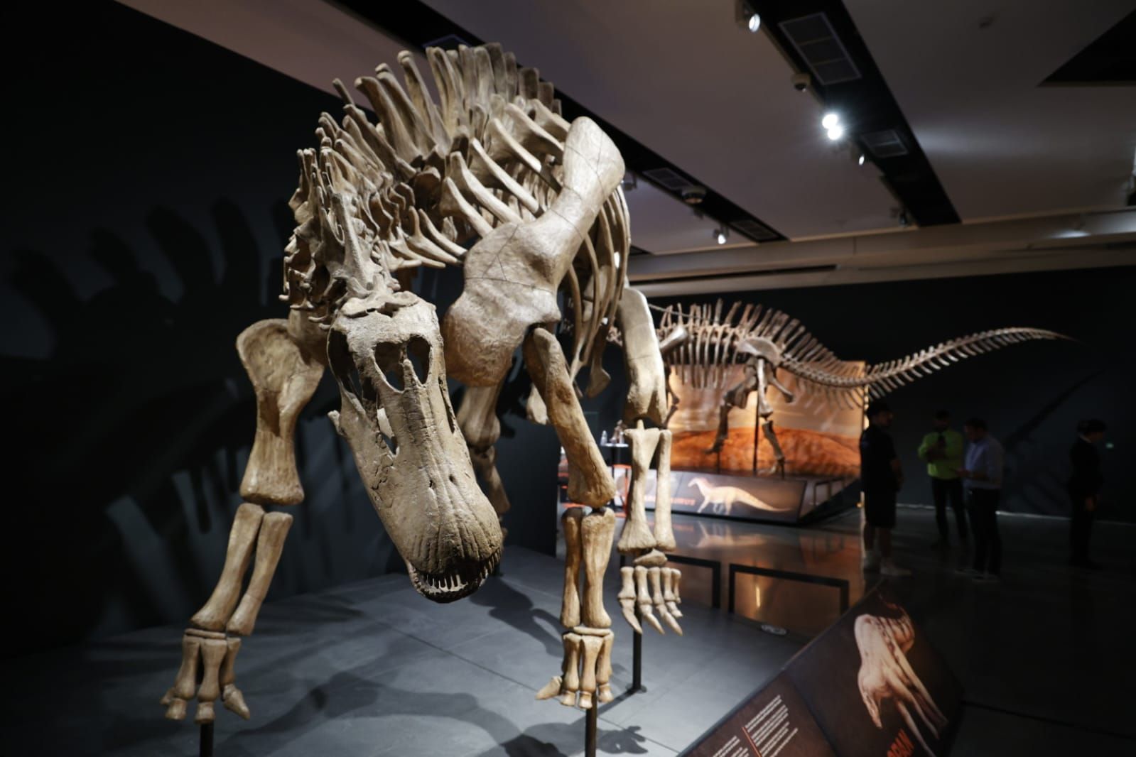 Fotos de la exposición &#039;Dinosaurios de la Patagonia&#039; en CaixaForum