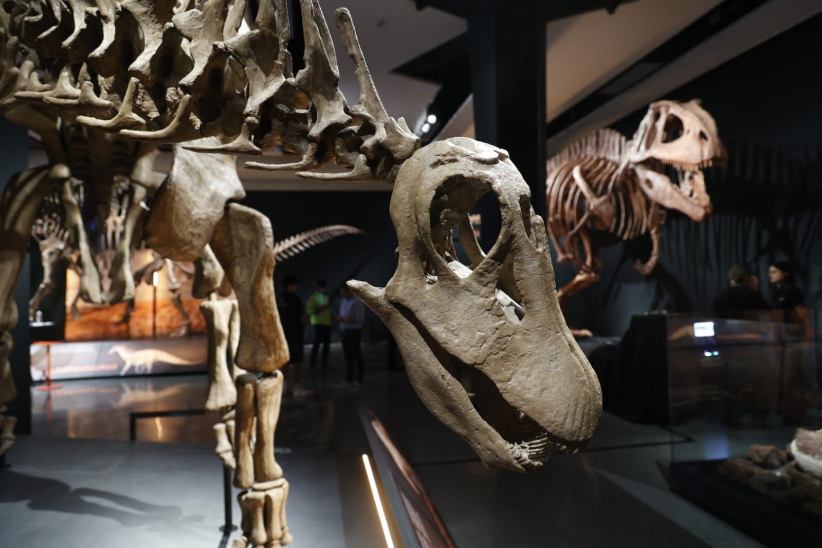 Fotos de la exposición &#039;Dinosaurios de la Patagonia&#039; en CaixaForum