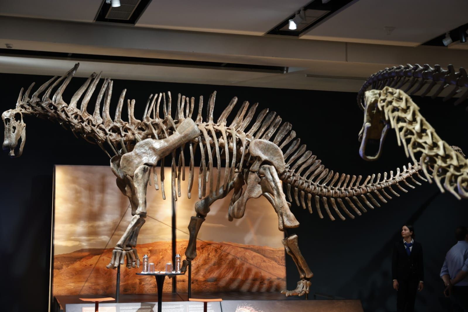 Fotos de la exposición &#039;Dinosaurios de la Patagonia&#039; en CaixaForum