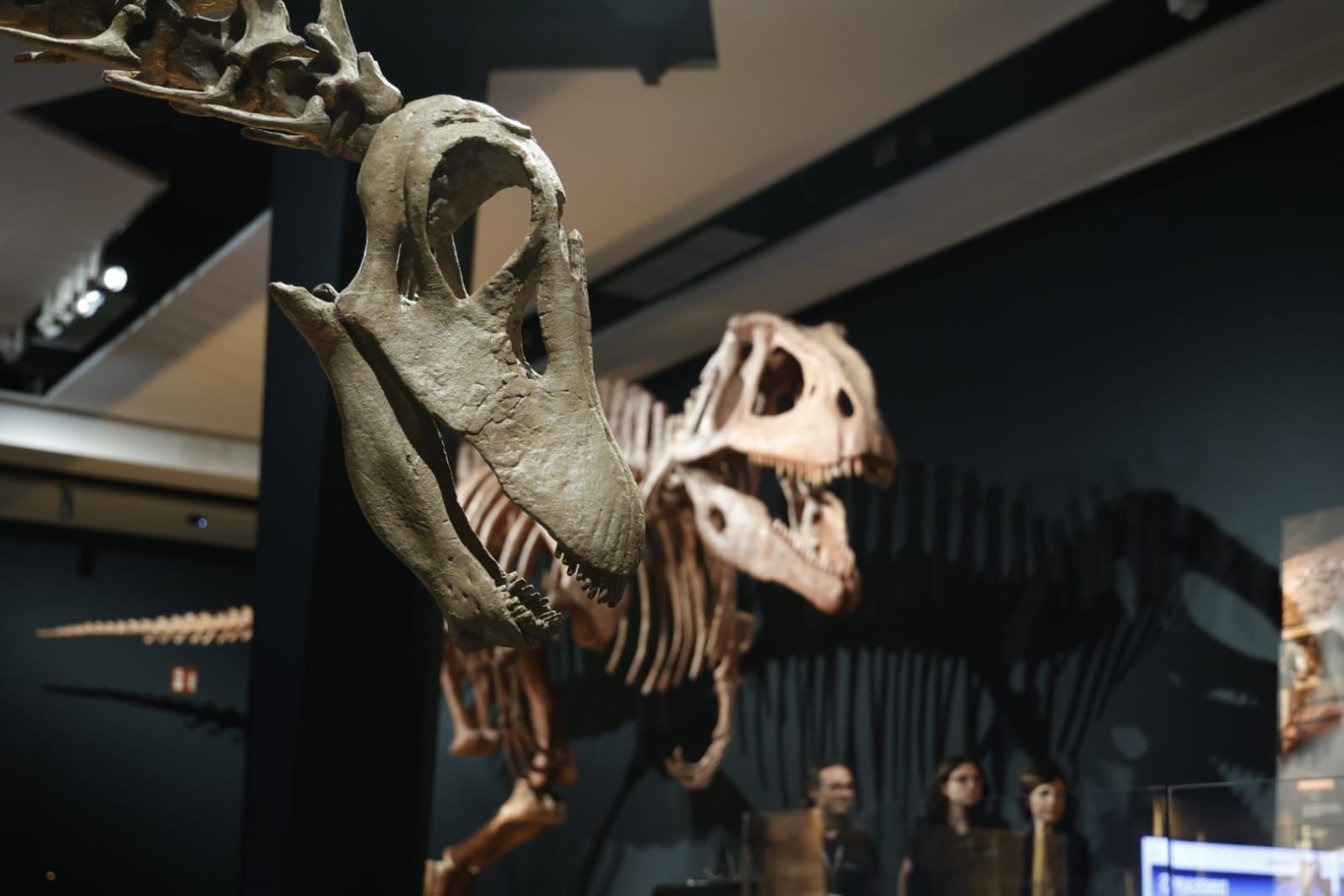 Fotos de la exposición &#039;Dinosaurios de la Patagonia&#039; en CaixaForum