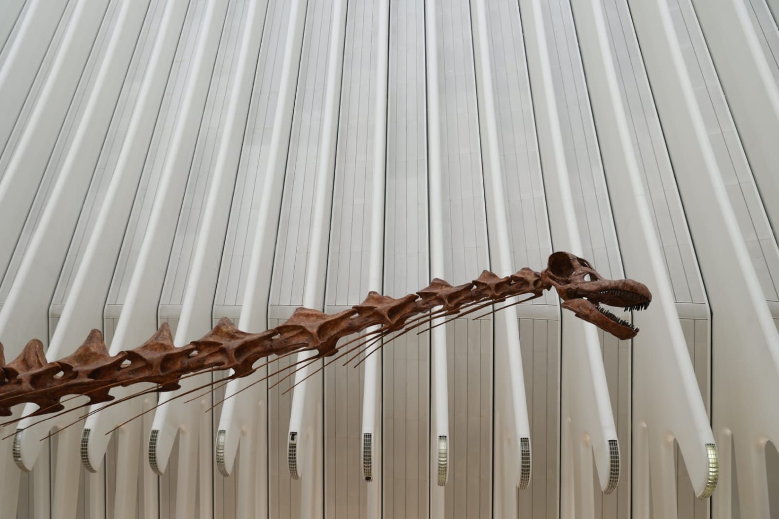 Fotos de la exposición &#039;Dinosaurios de la Patagonia&#039; en CaixaForum