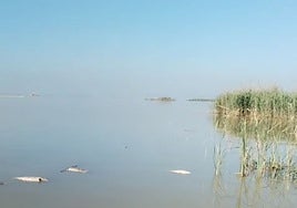Peces muertos en la Albufera este jueves.