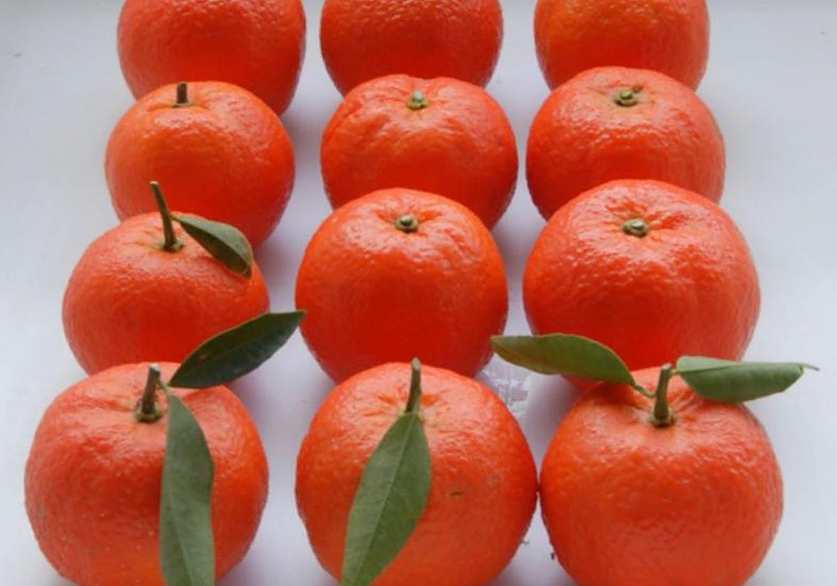 Frutos de Alborea, de color rojo intenso y fáciles de pelar.