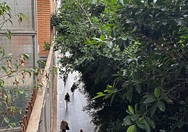 Ramas de un árbol sobre la fachada de una terraza de la calle Colón en Valencia.